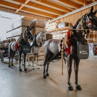 tag-des-schweizer-holzes-pferdegespann-2025-blumer-lehmann