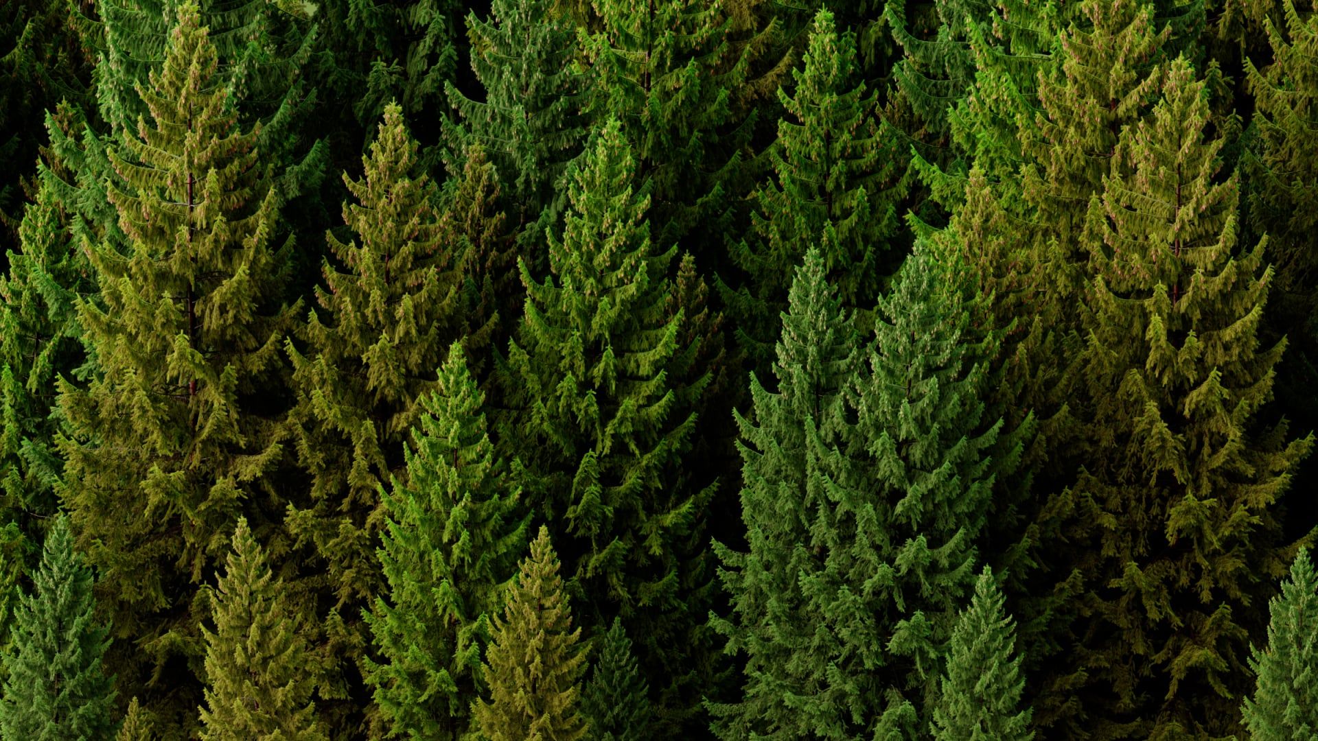 trees